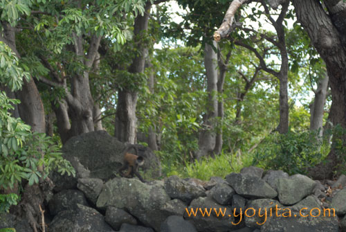 Monkeys Granada Lake Tropical Flora