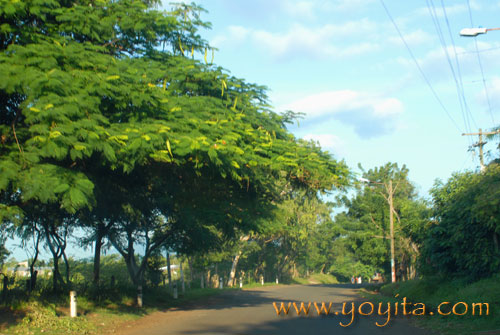 Tropical Vegetation Tropical trees