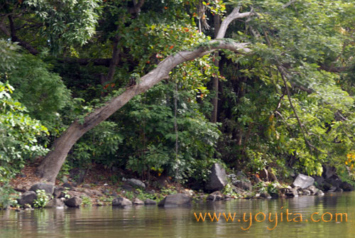 rainforest landscape, rainforest animals