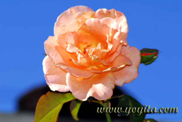 peach rose