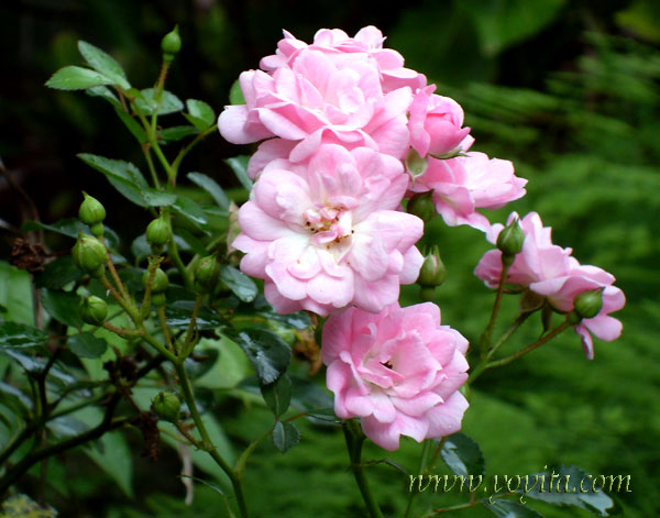 pink roses