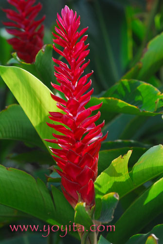 Red and Pink Ginger, Alpinia purpurata  The strong colors and forms of these tropical flowers, and their long-lasting quality, make these blooms favorites for tropical cut-flower bouquets and a favorite for ornament and gardens
