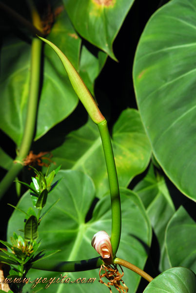 green leaves