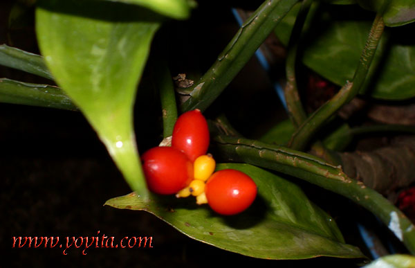 red berries