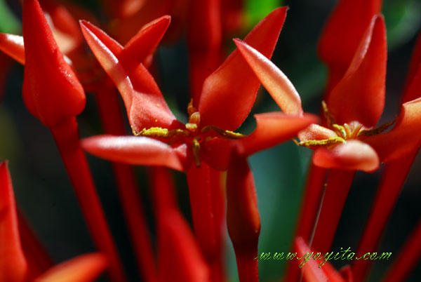 red flowers