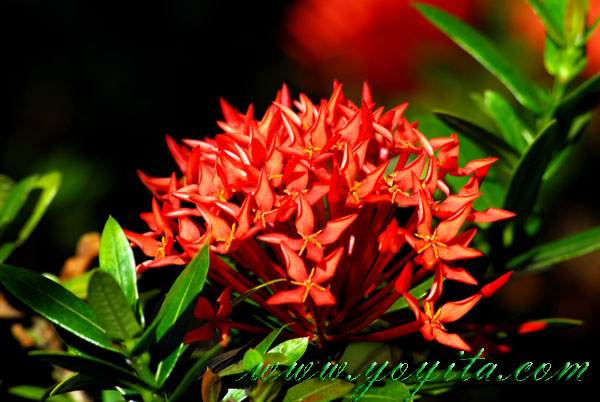 red flowers