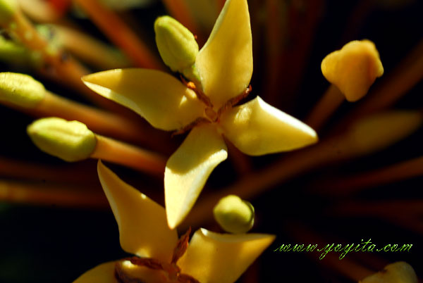 yellow flowers