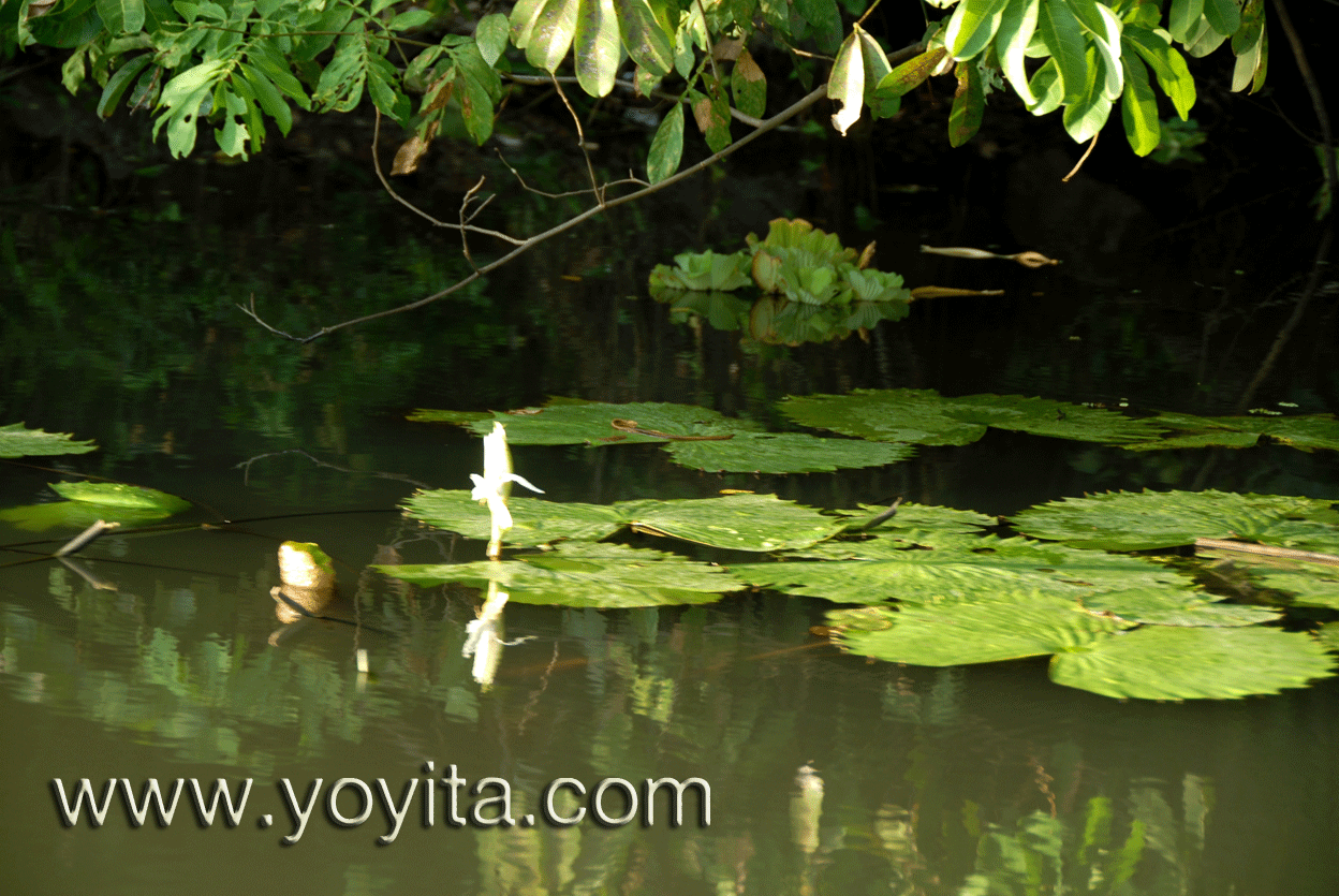 Tropics Granada Nicaragua yoyita