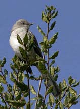 Mockingbird (Mimus polyglottos)