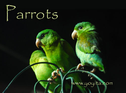 parrots