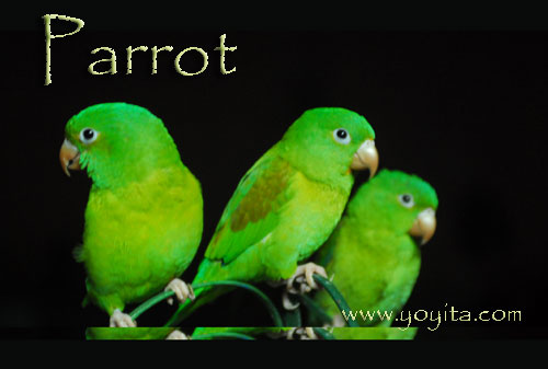 parrots