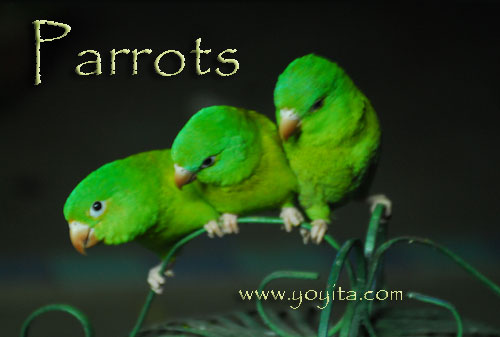 parrots