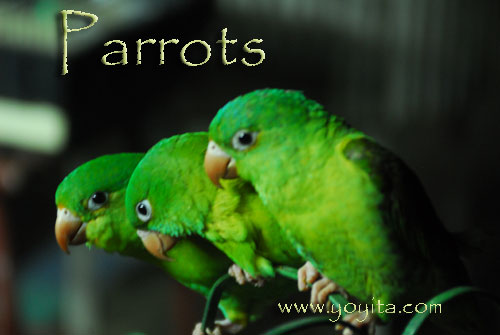 parrots