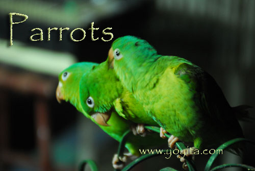 parrots