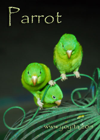 parrots