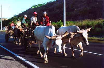 Les boeufs transportent en charrette et des fermiers 