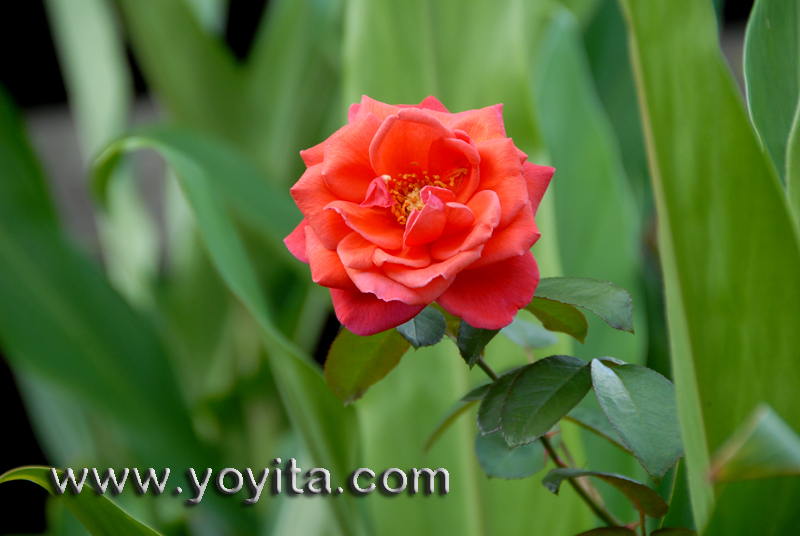 Rose among Ginger plants, tropical flowers