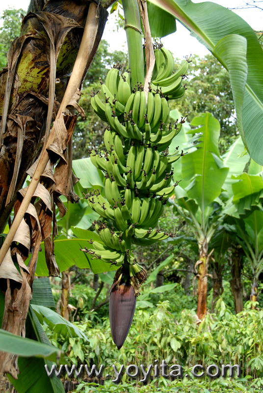 Platain tree with platains and flower, tropical plants, tropical flowers