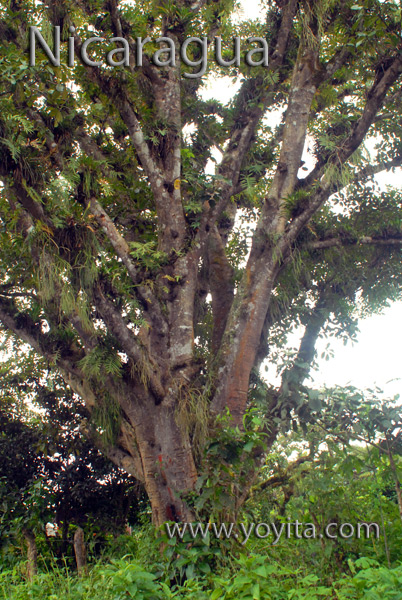 Helechos parasitos Jinotega Nicaragua