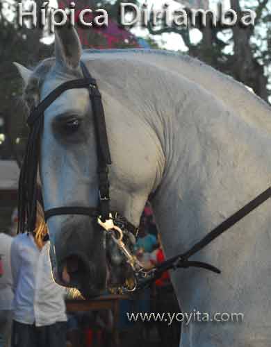 white horse