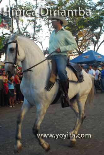 white horse