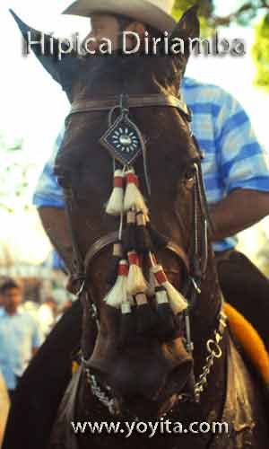 horses caballos