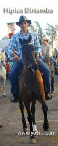 horses caballos hipica