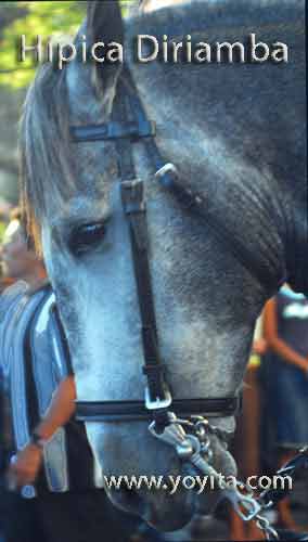 horses caballos 