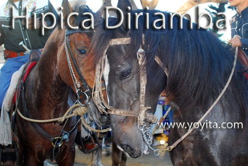 caballos hipica