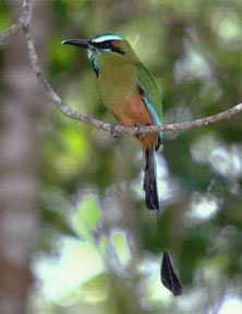 guardabarranco