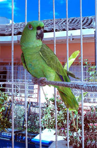 parrot Nicaragu
