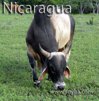 Nicaragua