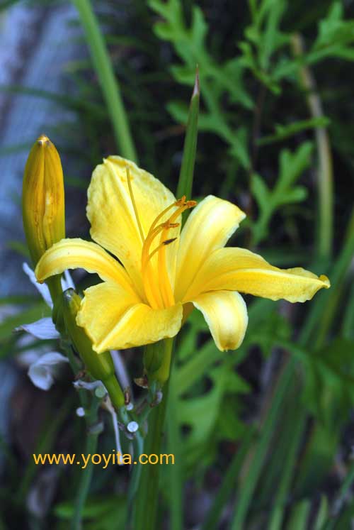 Fleurs tropicales 