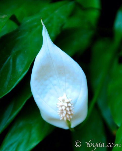 arthurian white flower copyright yoyita