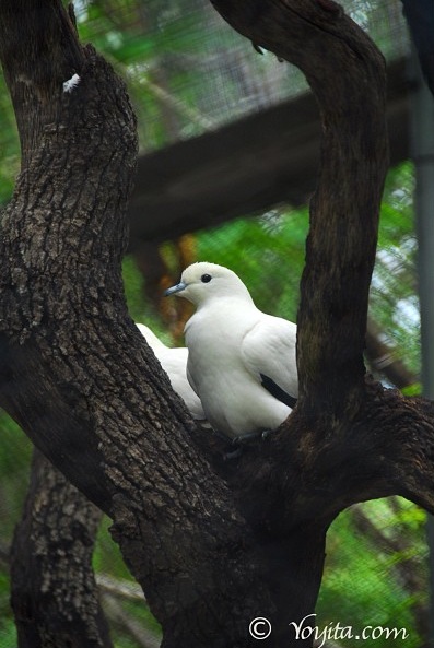 doves copyright yoyitacom