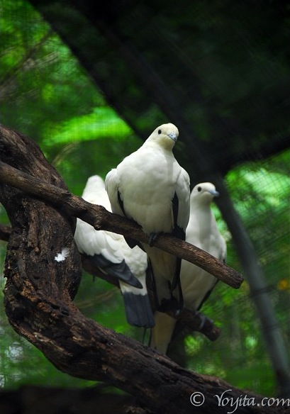 doves photography copyright yoyitacom