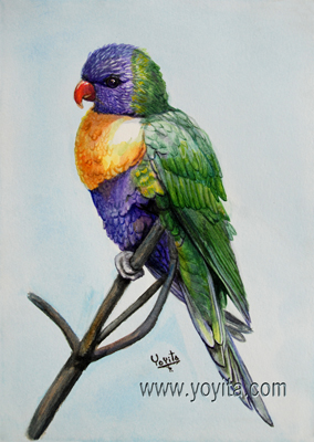 Rainbow Lorikeet
 watercolor