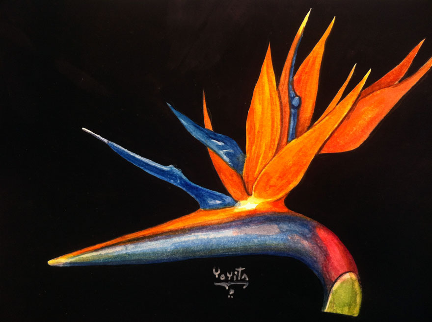 Bird of paradise flower, Strelitzia reginae watercolor by Yoyita exotic tropical flowers