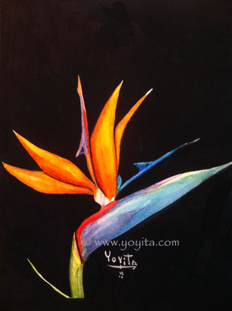 Bird of paradise flower, watercolor by Yoyita Strelitzia reginae – Bird of paradise -Crane Flower, Crane Lily Strelitzia reginae عصفور الجنة Paradiesvogelblume Kralojska strelicija Strelitzia reginae Strelitzia reginae 극락조화 Kralowska strelicija ציפור גן עדן (פרח) Puošnioji strelicija Paradijsvogelbloem کیسری بوٹا Strelicja królewska Стрелитция королевская Kolibrikukka :Papegojblomma Thiên điểu 鹤望兰 