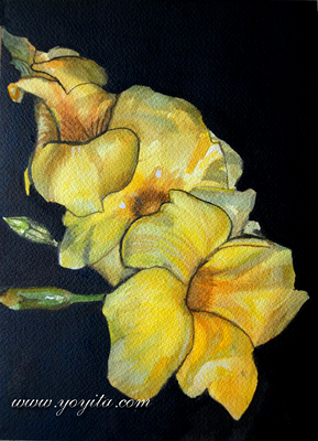 Allamanda cathartica Allamanda, Gelb Allamanda, Goldene Trompete Blumen in Aquarell