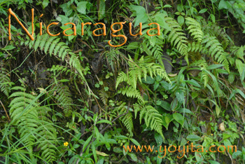 Nicaragua Flora