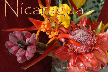Nicaragua Flora