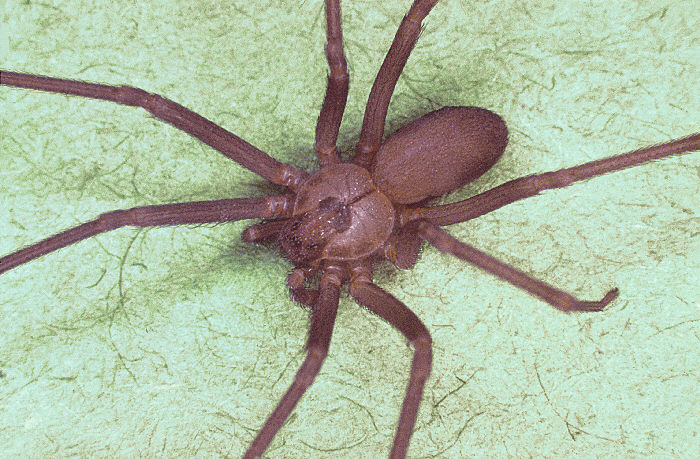 brown recluse spider