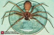 brown recluse spider