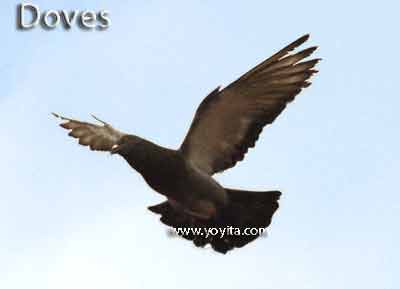 doves palomas