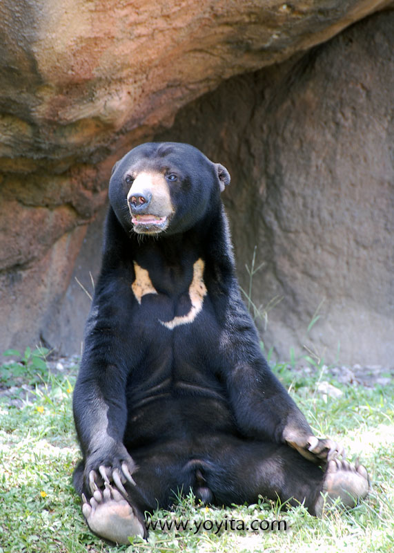 Sun bear miami