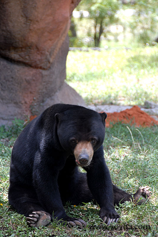 Sun bear miami