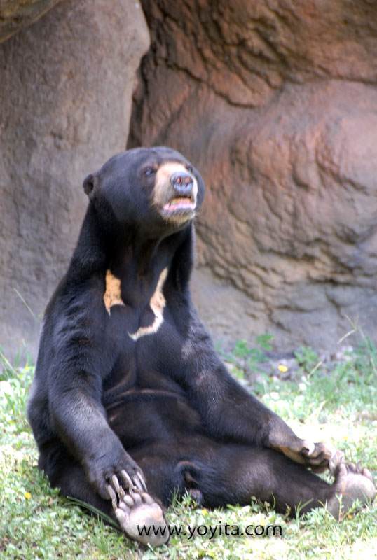 Sun bear miami