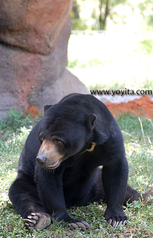 Sun bear miami