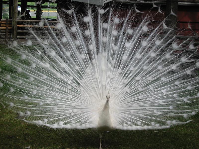 white peacock